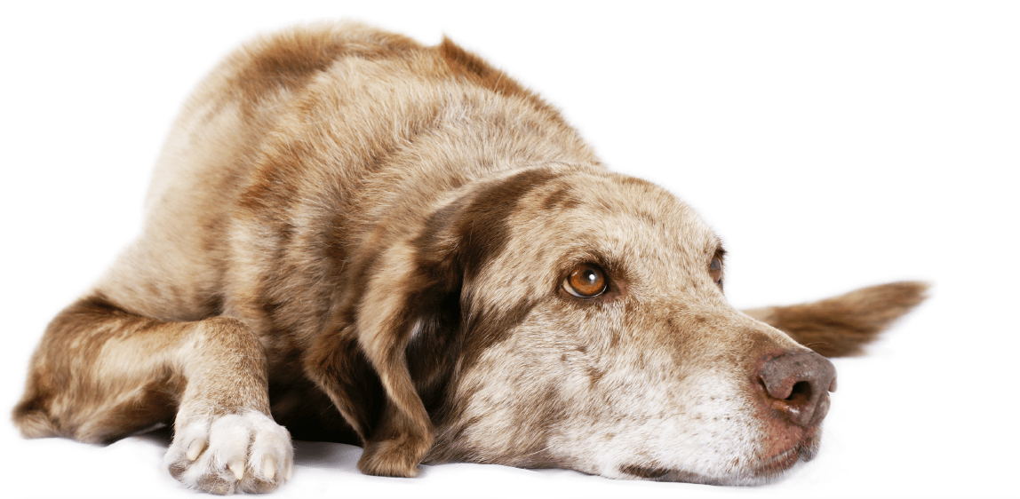 Expertentipps für Gesundheit & Pflege älterer Hunde Karsivan®