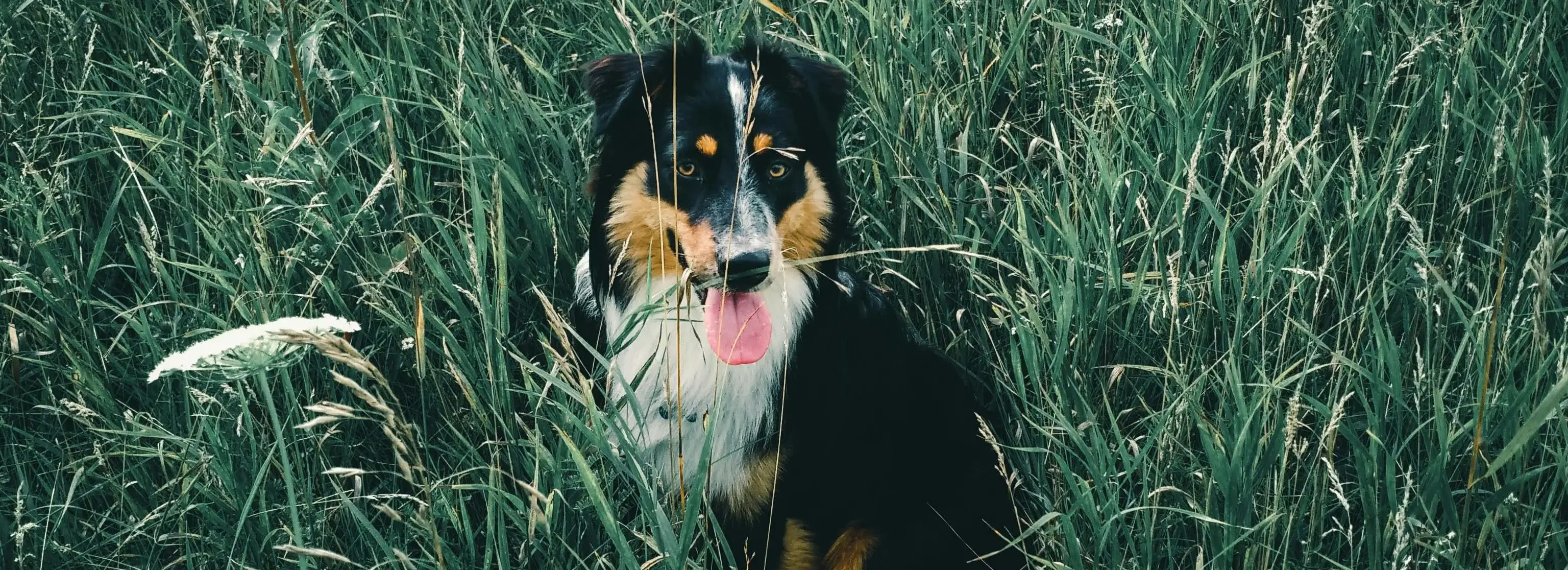 Dreifarbiger Hund Autralian Shepherd sitzt im hohen Gras.