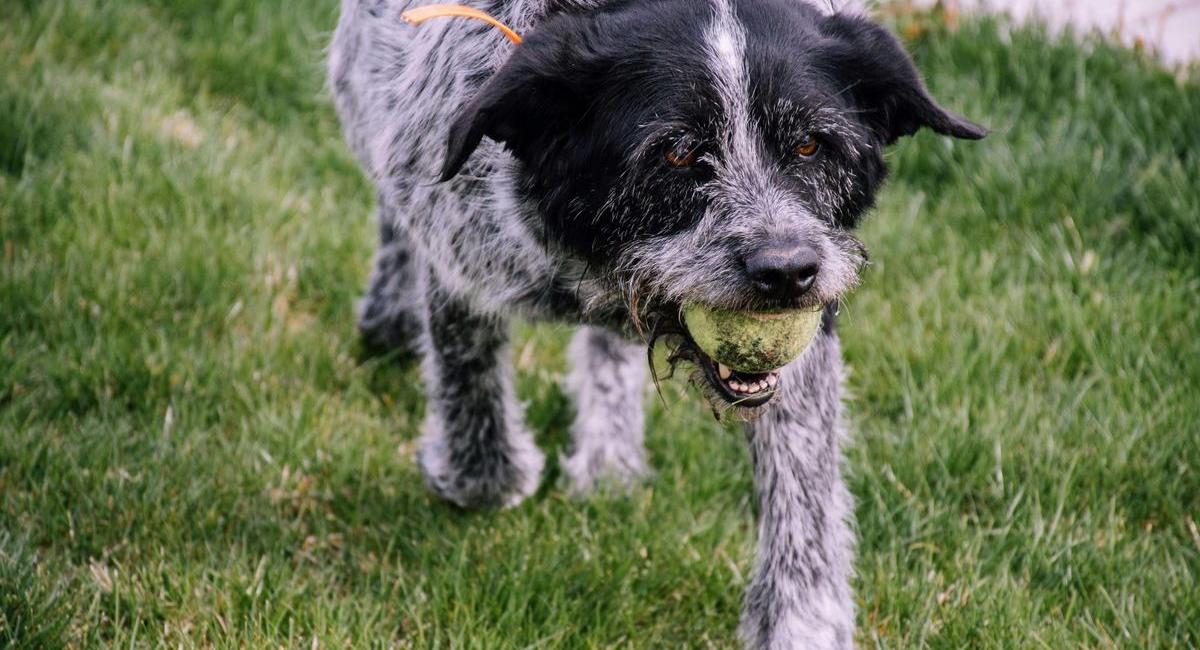 Beschäftigung für alte Hunde